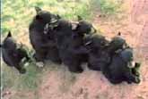 Bear Cubs Form ‘Conga Line’ .