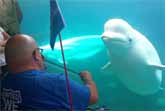 Beluga Mesmerized By Violin