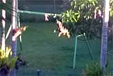Dog Entertains Himself By Swinging On A Piece Of Rope