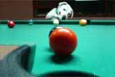 Dog Plays Pool