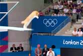 Feline High Dive Champions