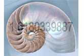 Fibonacci Sequence