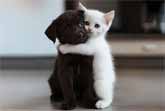 Furry Friends Forever:  Puppies and Kittens Melt Hearts in Playful Harmony
