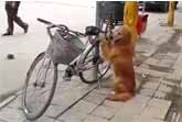 Golden Retriever Guarding Owner’s Bike in China