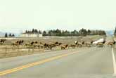 Huge Herd Of Elks Crossing - With An Ending That Will Make You Smile