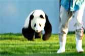 Panda Cub Does Not Want to Go Outside
