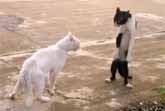Paws and Play: Hilarious Cat and Kitten Antics Compilation