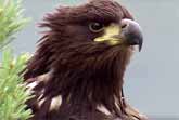 Wings of Courage: A Young Eagle’s First Flight | BBC Earth